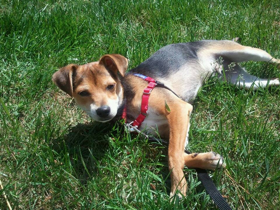 10685593_10153191444242722_8490886238655716120_n